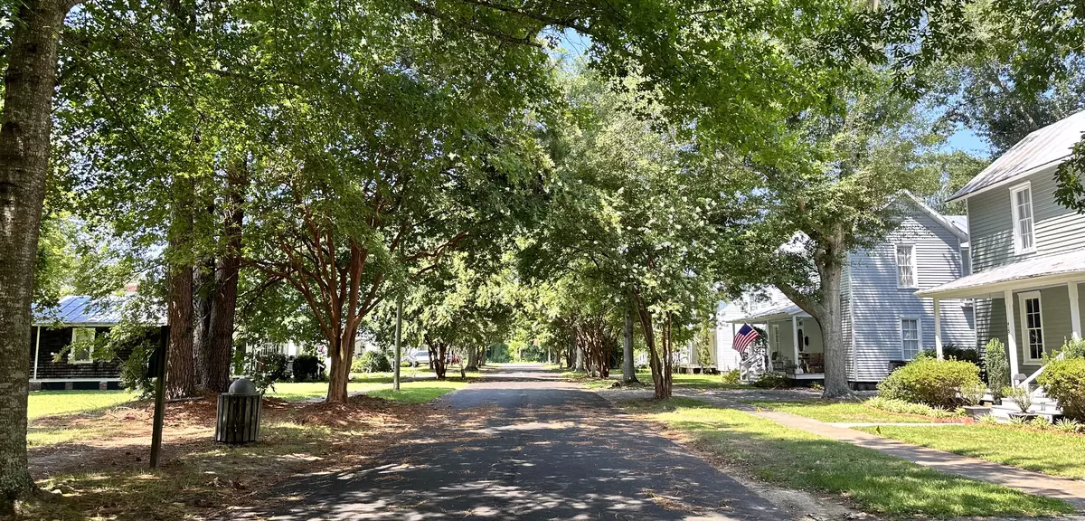 Tree canopy on Elliott Street